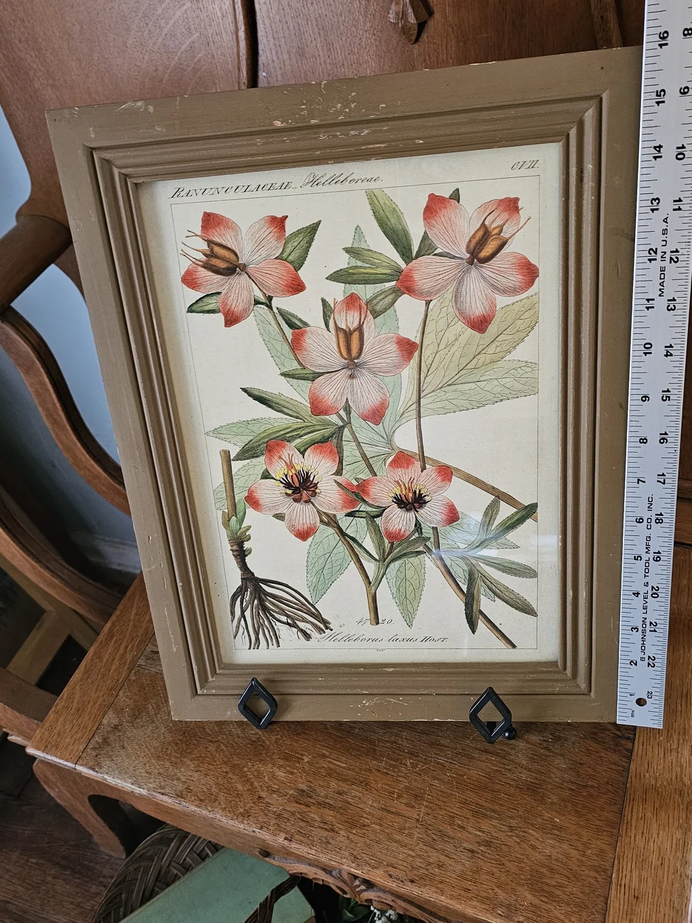 Vintage Botanical Hellebore Print | Framed Floral Wall Art | Cottagecore Decor